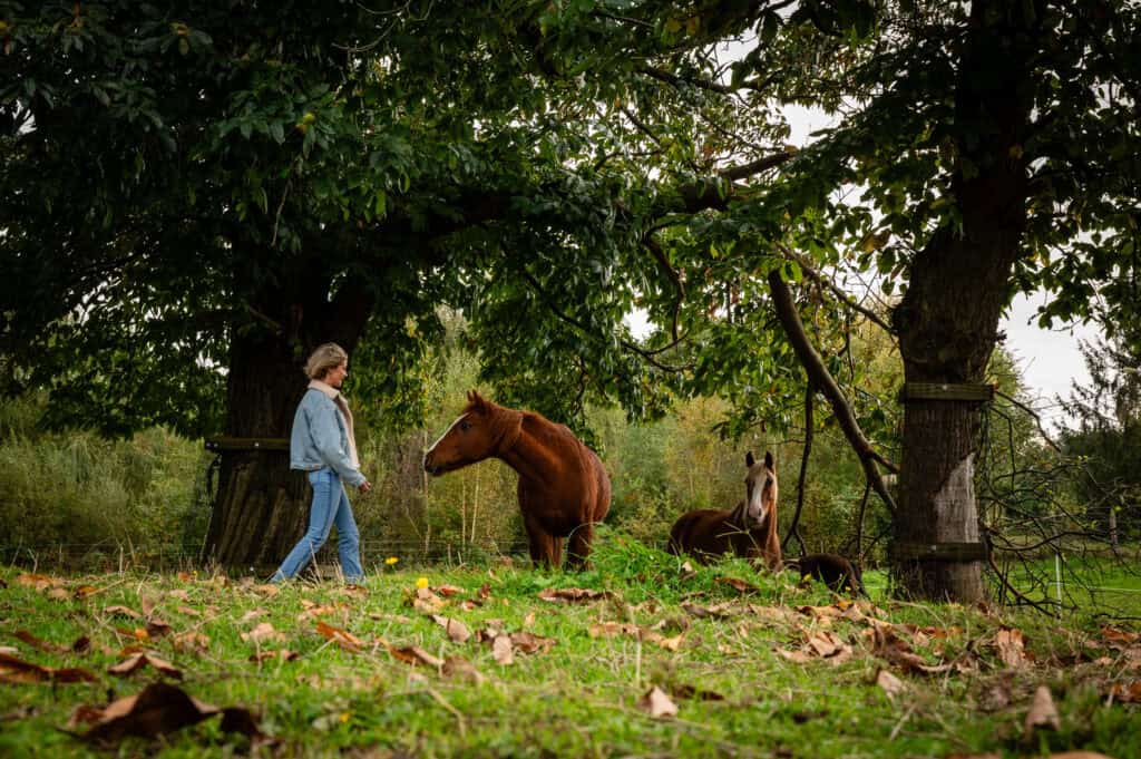 Een persoon die met twee paarden in een bosrijke omgeving wandelt, omgeven door grote bomen en vallende bladeren, creëert een rustgevende en natuurlijke sfeer.