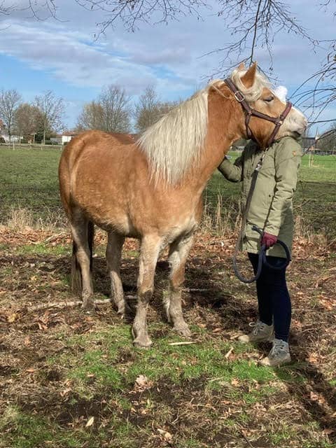 Paard en persoon wandelen in veld, natuurrijke omgeving, gezellige sfeer, buitenactiviteiten, herfstachtige uitstraling.