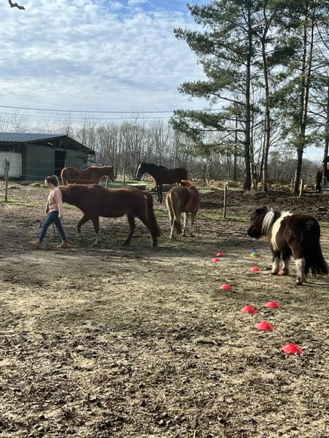 Pony's en paarden in een buitenbak met rode ringen, begeleid door een meisje, groene bomen en een blauwe hemel, ideaal voor kinderen en paardenliefhebbers.